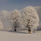 Winter trees