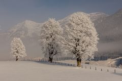 Winter trees