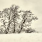 winter trees