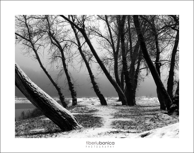 Winter trees