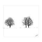 Winter trees