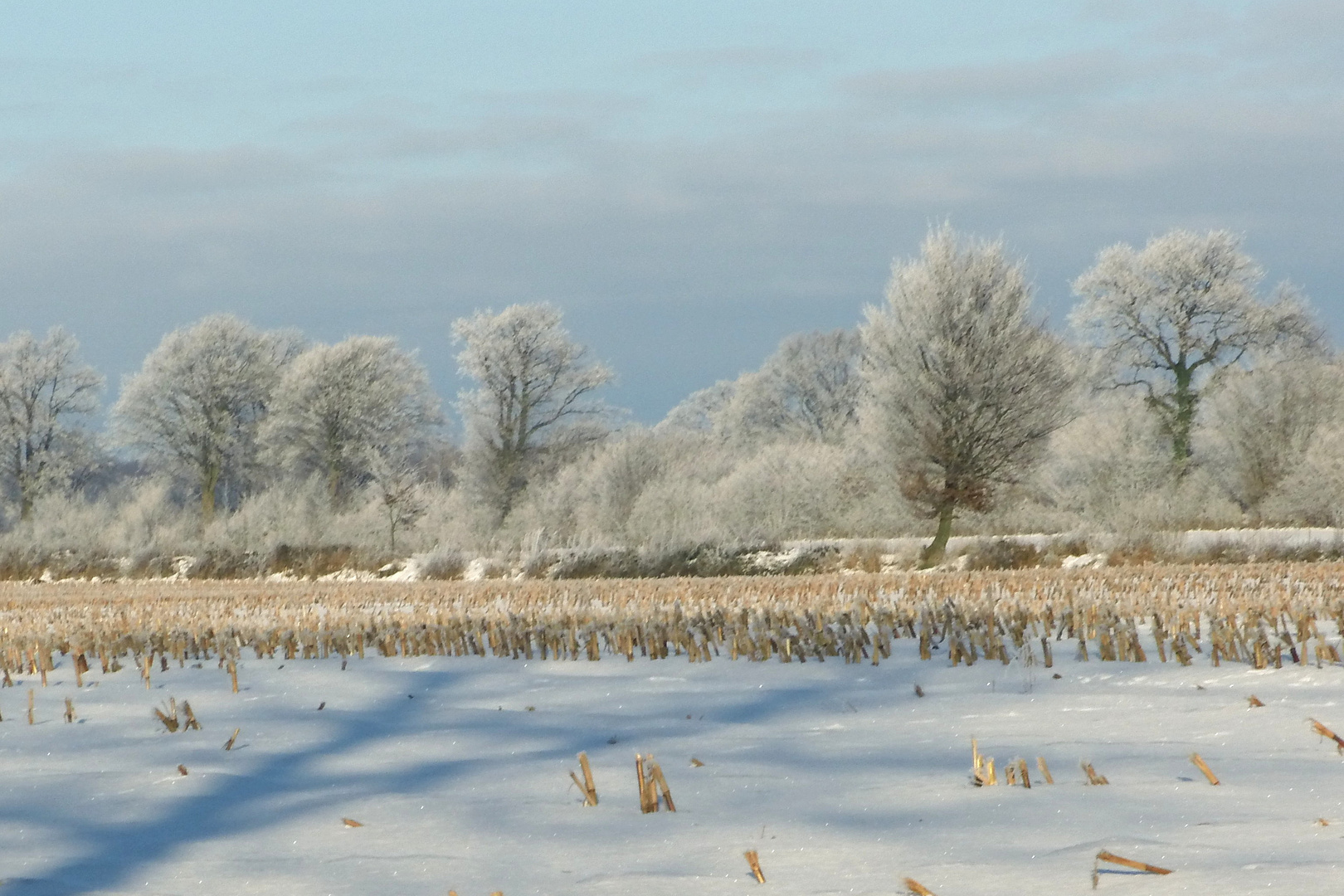 Winter Trees