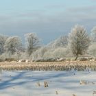 Winter Trees