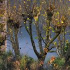 Winter Trees