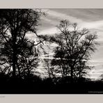 Winter Trees at Sunset - No. 1