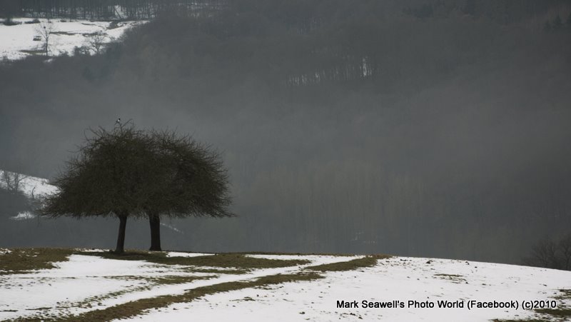 Winter Trees