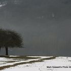 Winter Trees