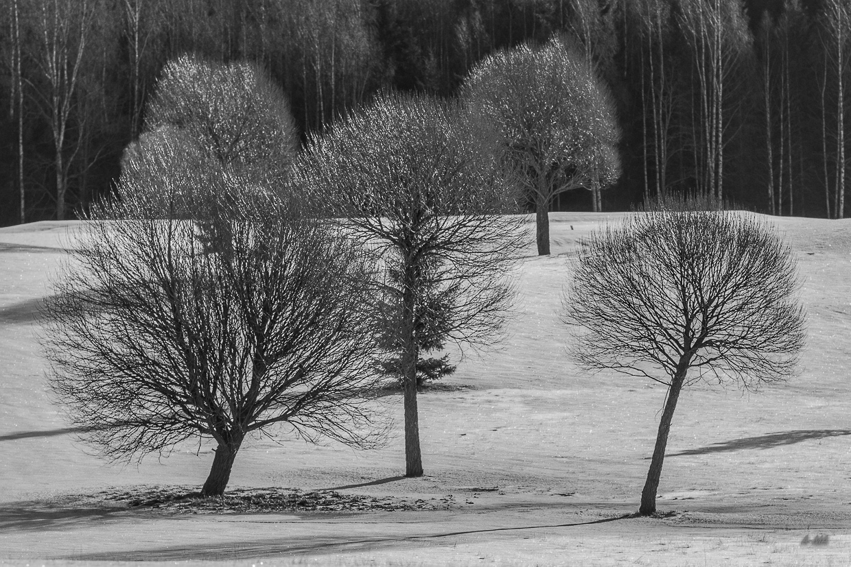 Winter trees