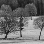 Winter trees