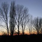 winter trees