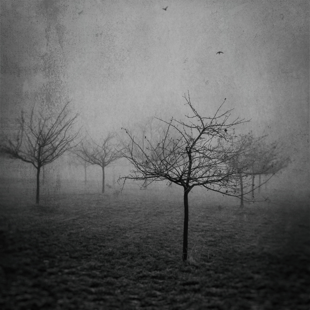 winter trees III.2