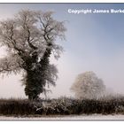 Winter Trees, Ireland