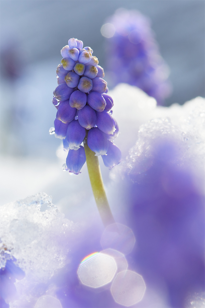 Winter trifft auf Frühling