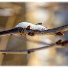 Winter trifft auf Frühling ...