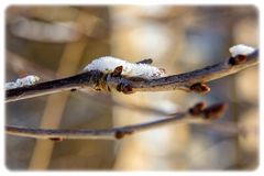 Winter trifft auf Frühling ...