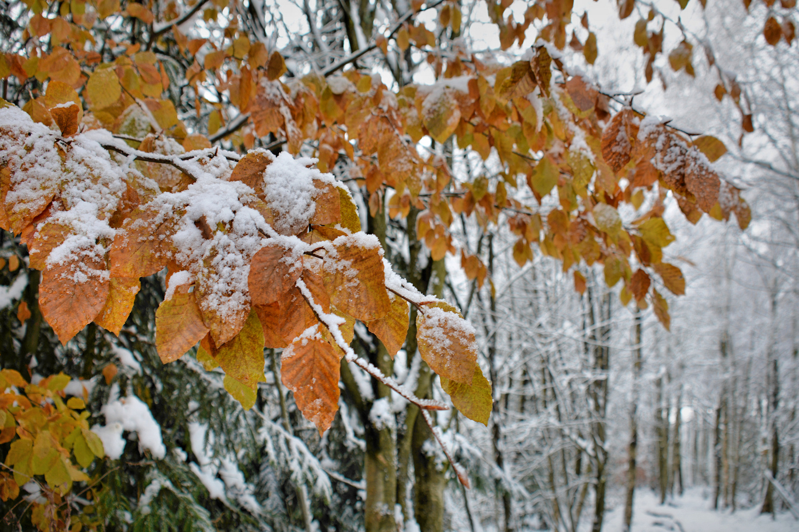 Winter trifft auf Herbst....