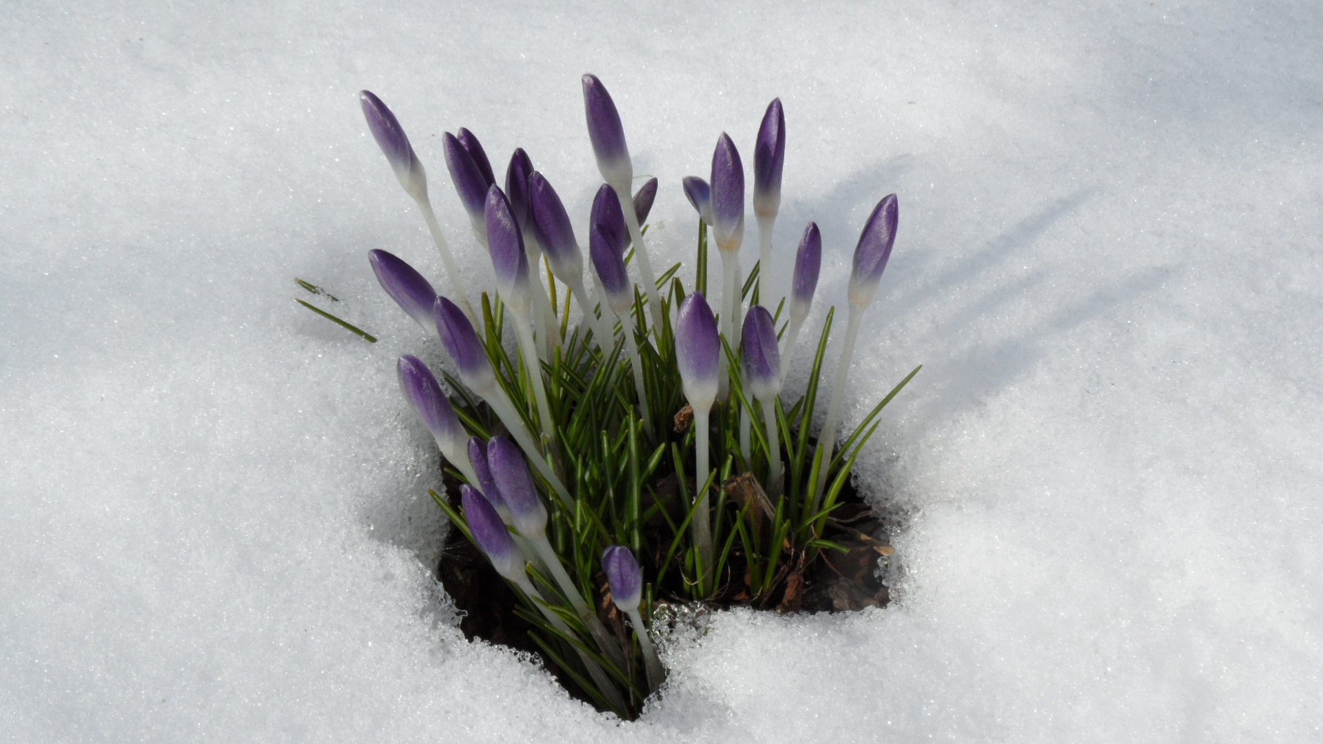 "Winter trifft Frühling"