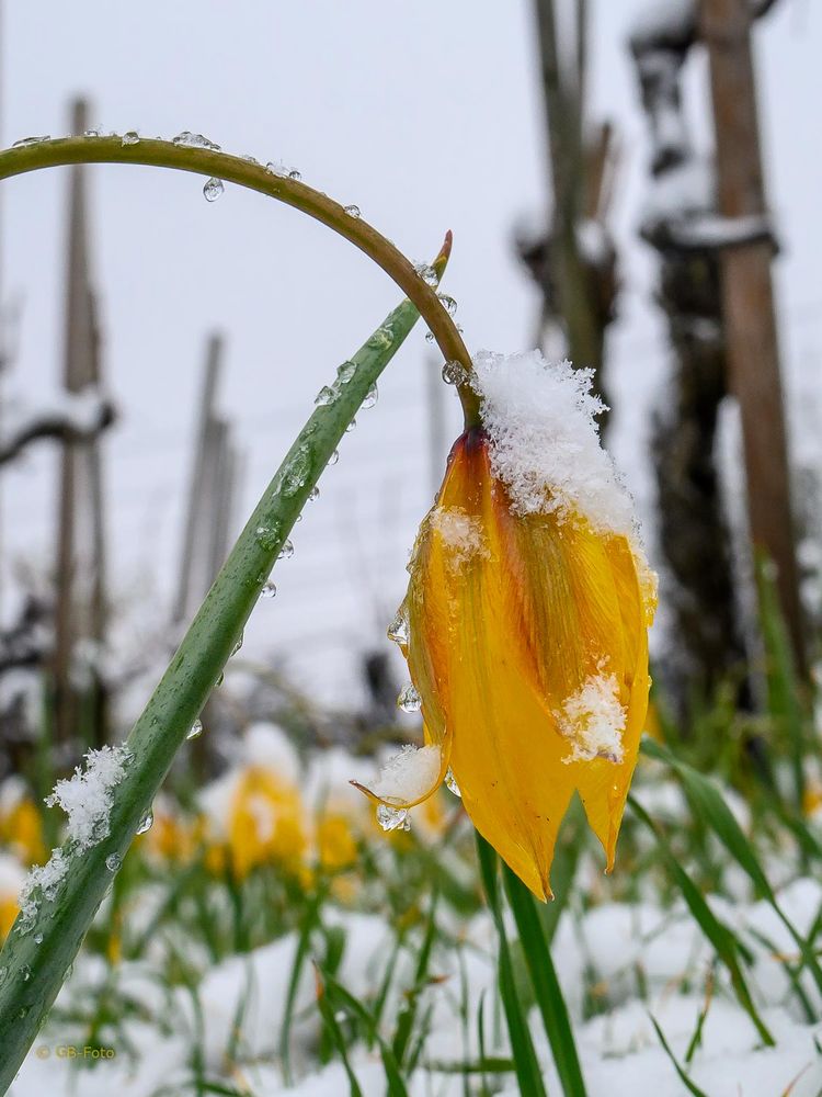 Winter trifft Frühling