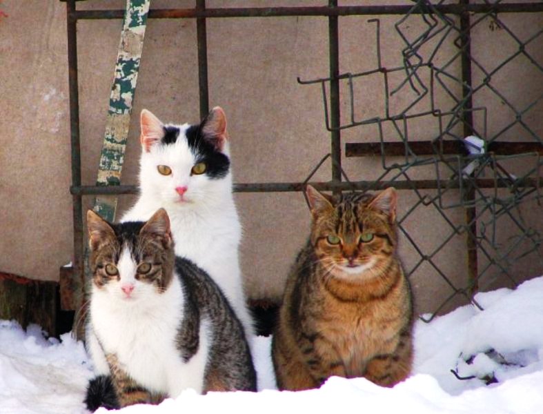 winter trio waiting for dinner