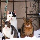 winter trio waiting for dinner