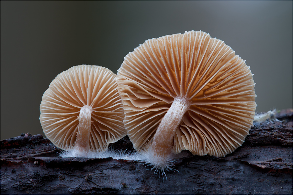 Winter-Trompetenschnitzling (Tubaria hiemalis)