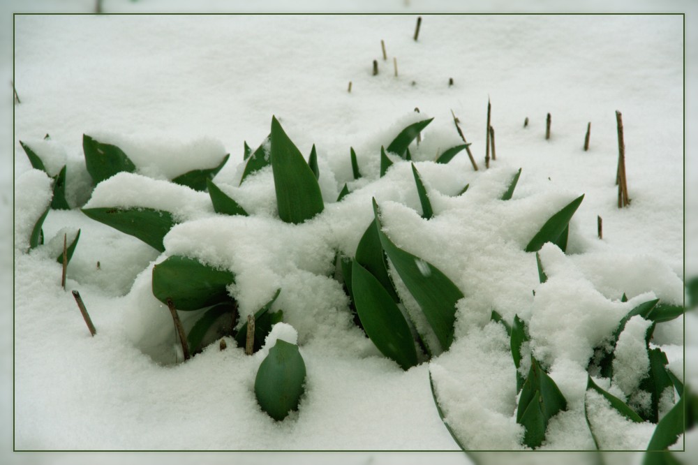 Winter-Tulpen