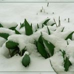 Winter-Tulpen