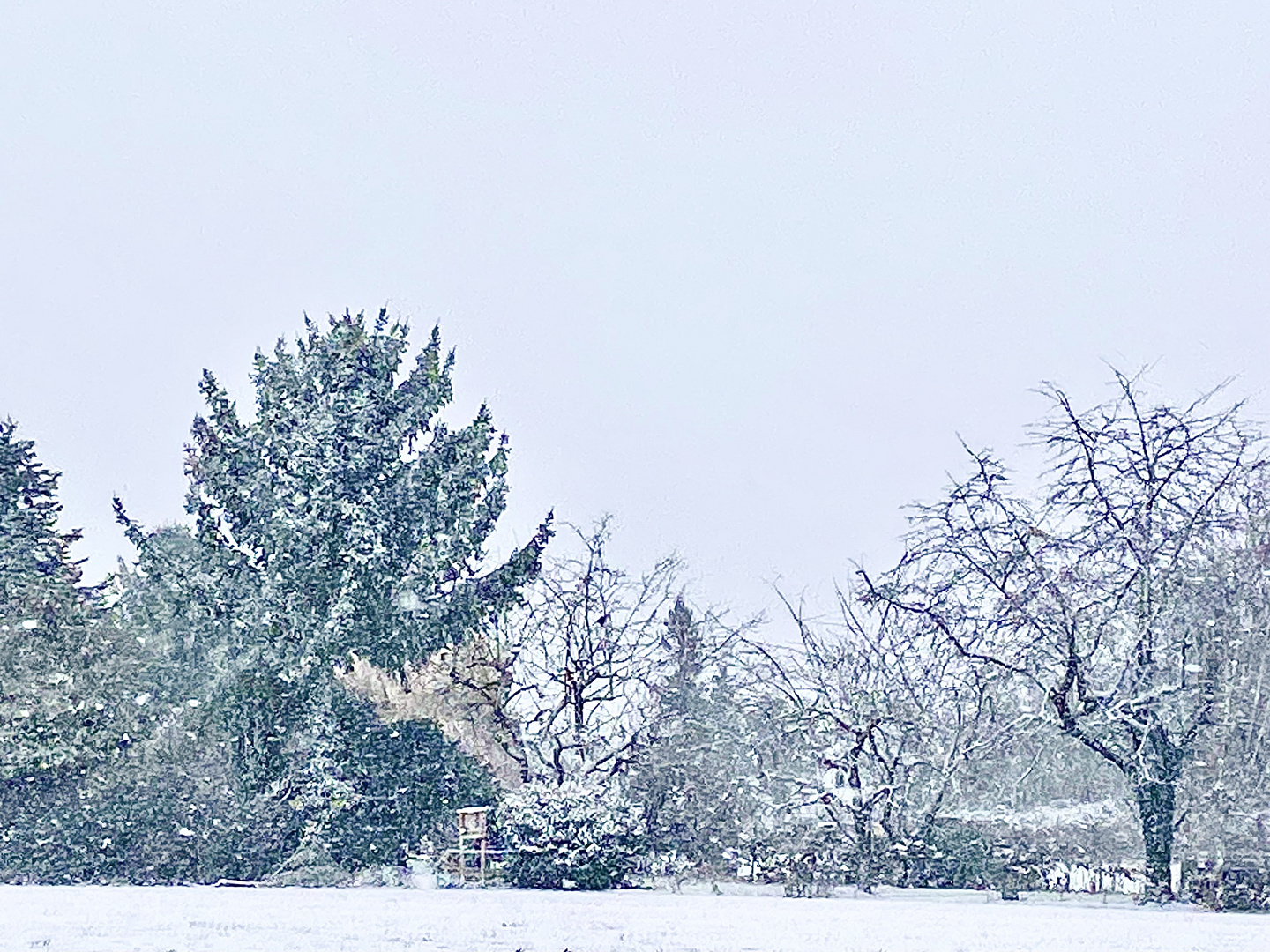 Winter über dem Land und den Bäumen 