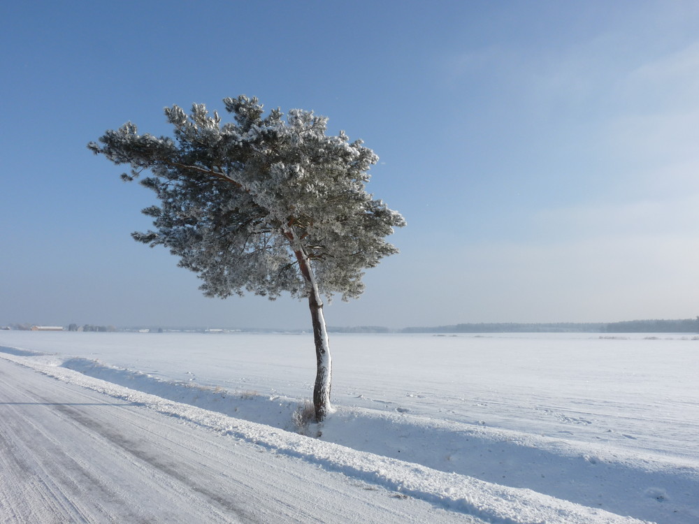winter und bäume ;)