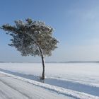 winter und bäume ;)