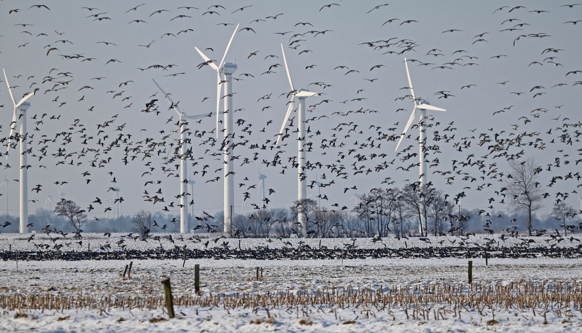 Winter- und Dauergeflügel