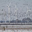 Winter- und Dauergeflügel