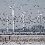 Winter- und Dauergeflügel