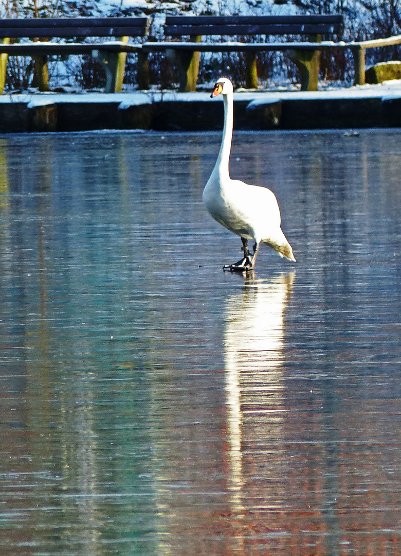 Winter- und Eisspiegelungen