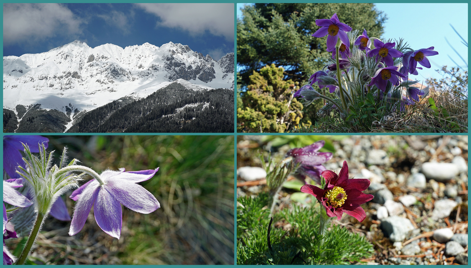 Winter und Frühling - alles zugleich !