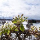 Winter und Frühling an einem Ort