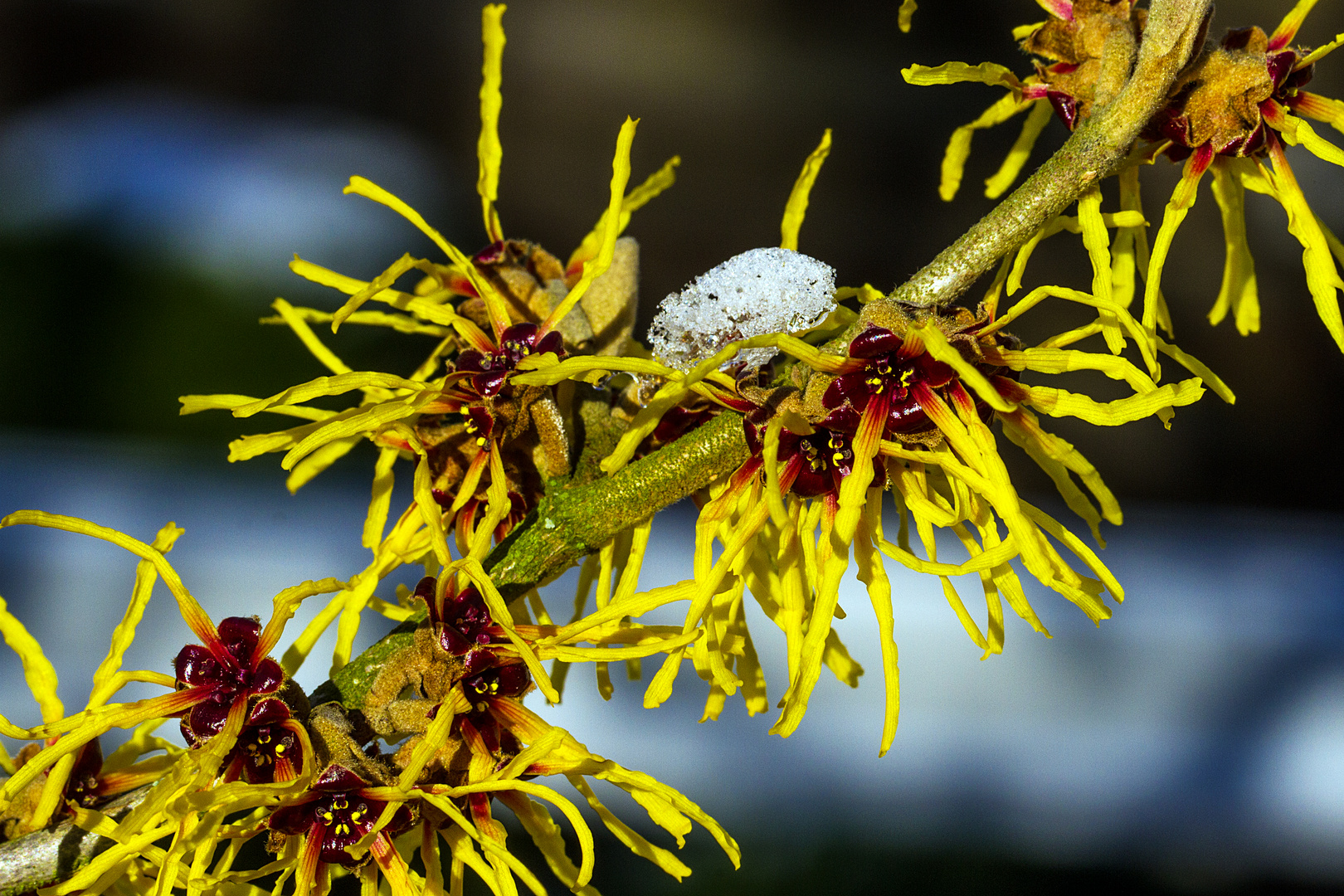 Winter und Frühling