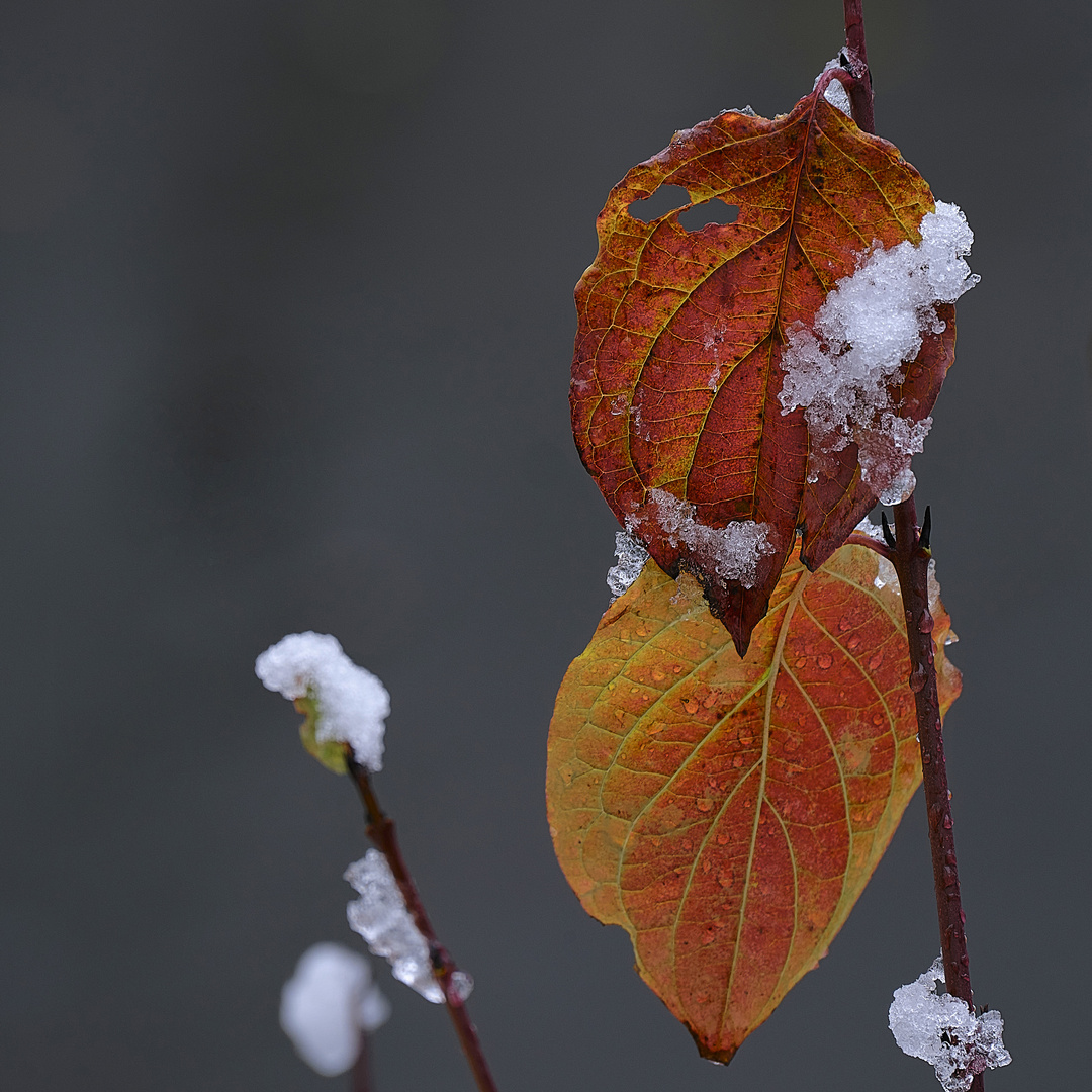 Winter und Herbst