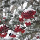 Winter und Nahrung für Vögel.