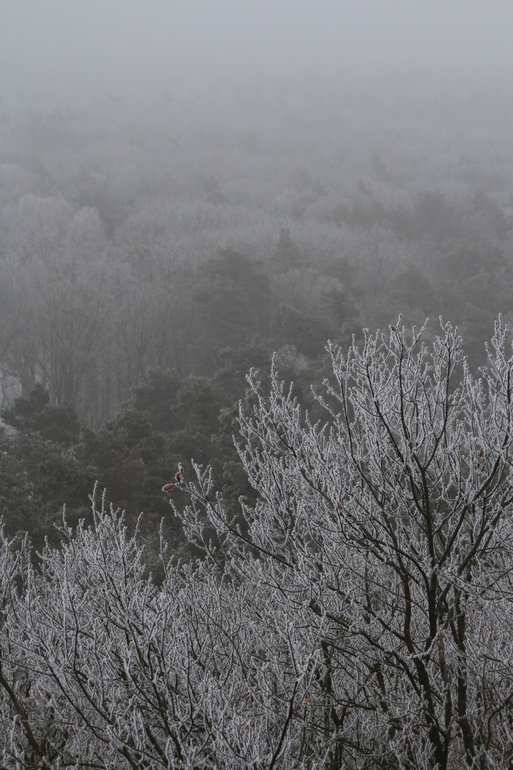 Winter- und Nebellandschaft