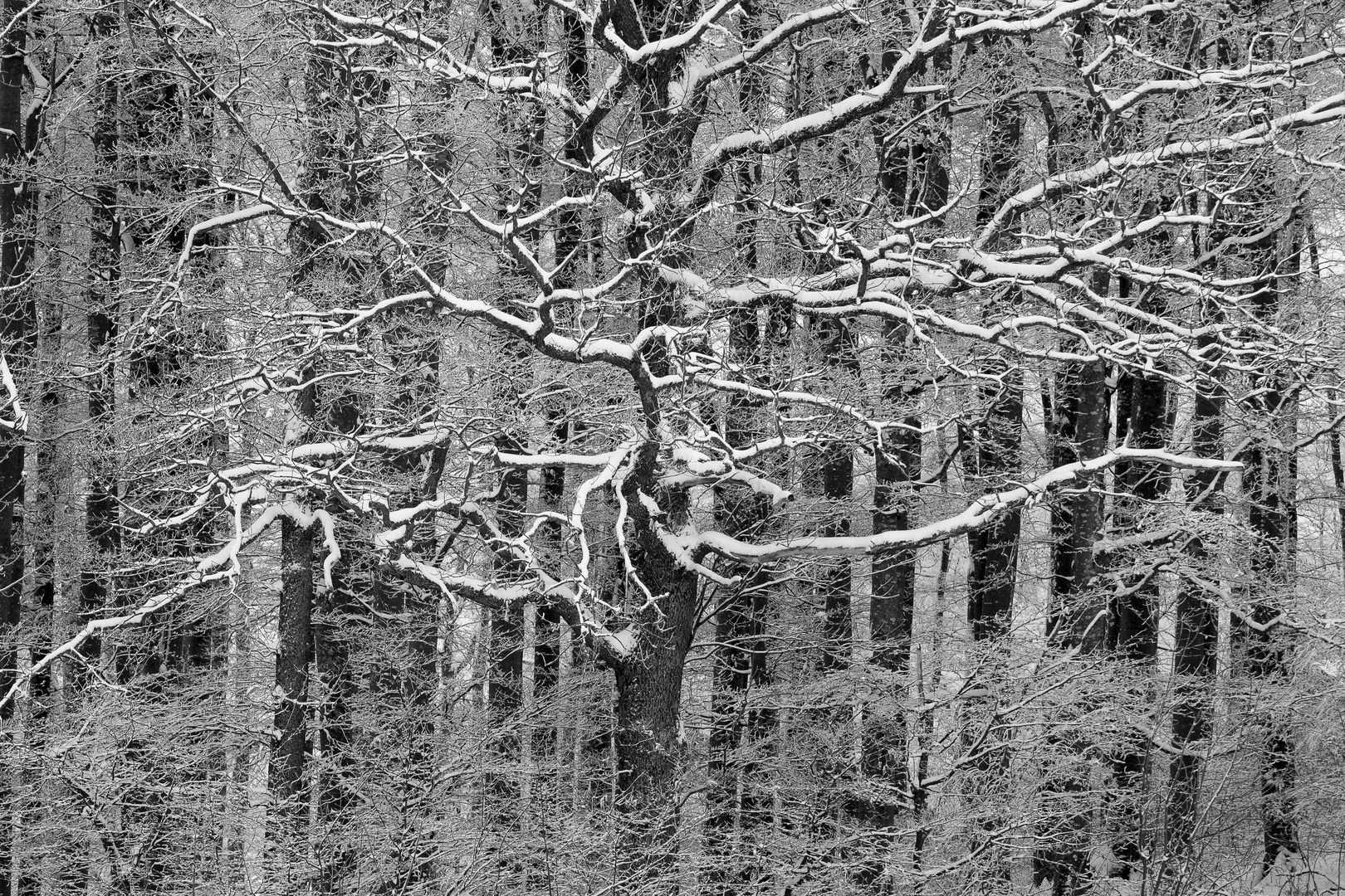 Winter und Wälder - eine Naturkomposition in schwarz und weiß 