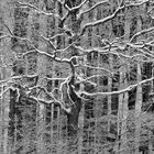 Winter und Wälder - eine Naturkomposition in schwarz und weiß 
