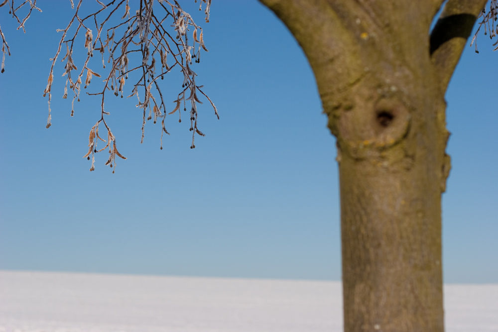 Winter und Weiß und Baum