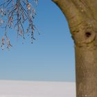 Winter und Weiß und Baum