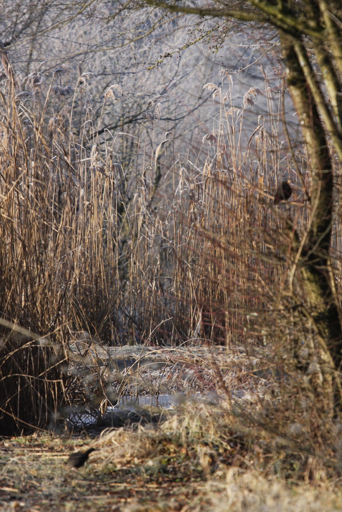 WInter, Unterholz und Sonne