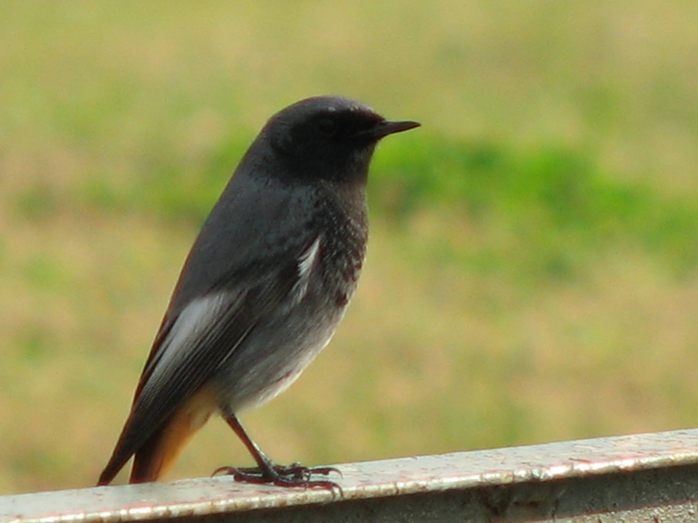 Winter visitor in Thessaloniki's parks (Phoenicurus ochruros)