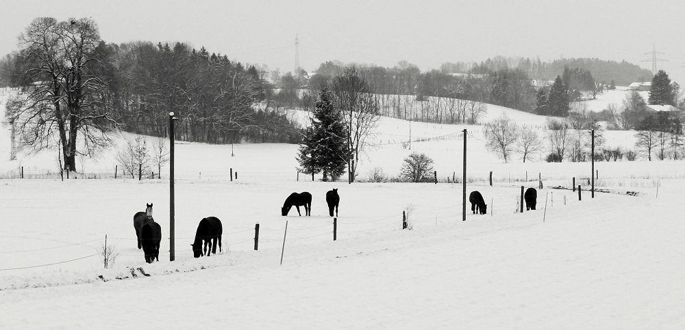 Winter - Vollversion, linke Seite ;-)