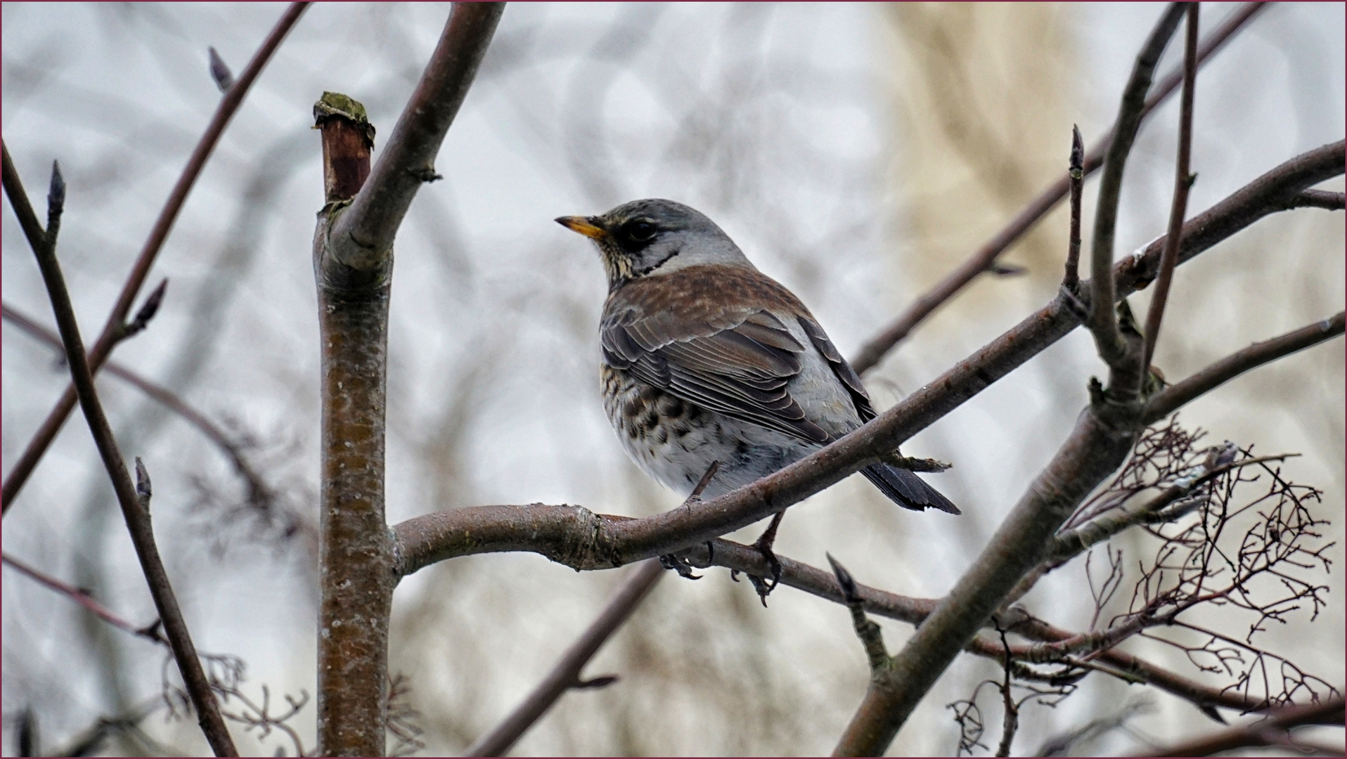 Winter-Wacholder-Drossel