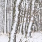 Winter Wald 001 2023