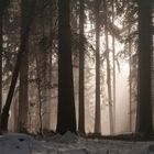 Winter Wald